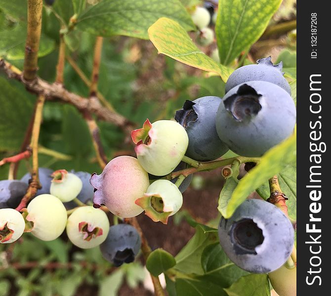 Blueberry, Plant, Berry, Fruit