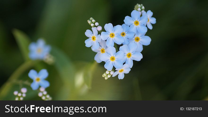 Flower, Forget Me Not, Flowering Plant, Plant