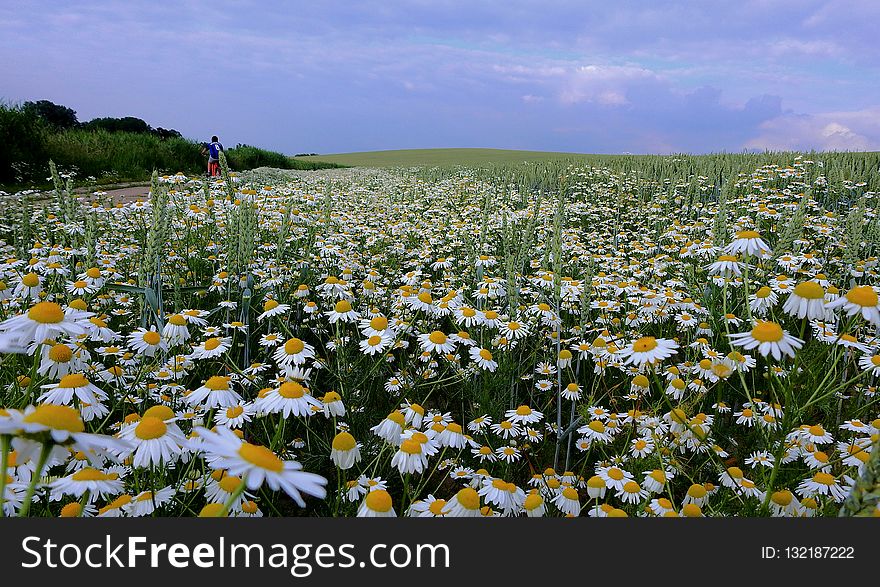 Flower, Wildflower, Field, Plant