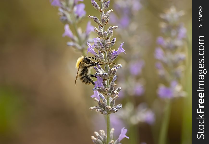 Bee, Honey Bee, Lavender, English Lavender