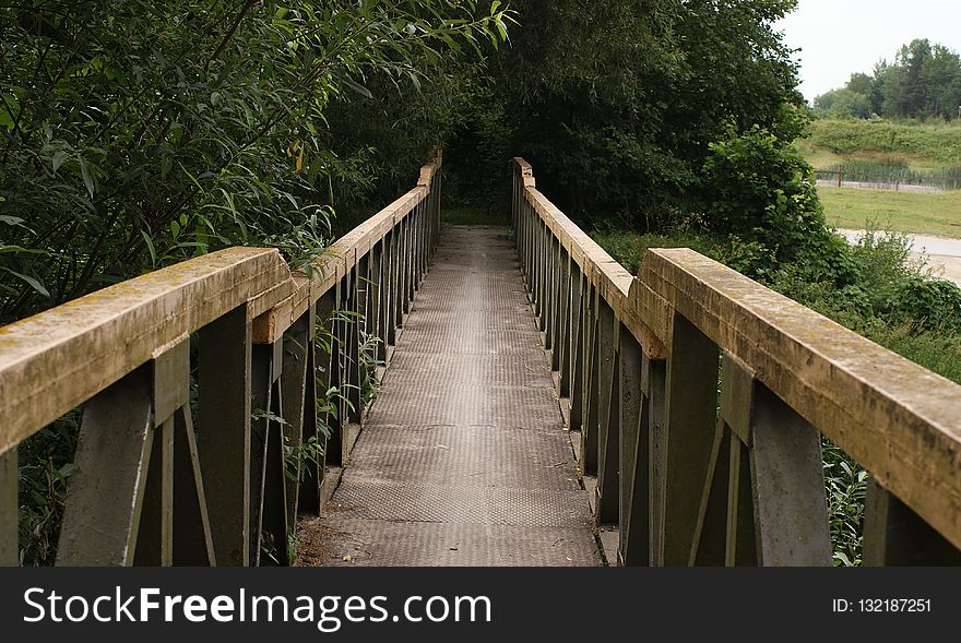 Bridge, Path, Tree, Walkway