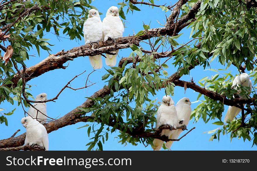 Branch, Bird, Fauna, Tree