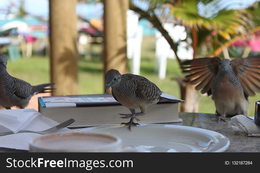 Bird, Fauna, Beak, Tree