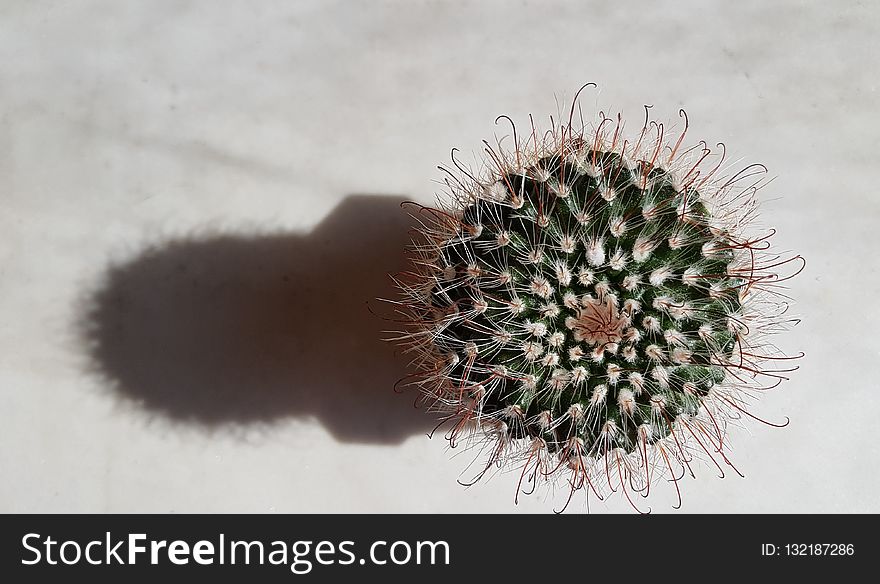 Cactus, Plant, Flowering Plant, Thorns Spines And Prickles