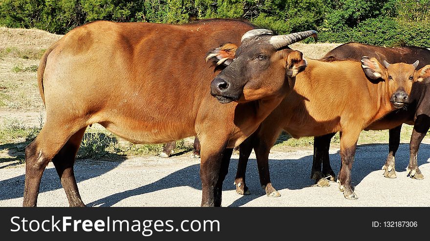 Cattle Like Mammal, Horn, Ox, Cow Goat Family
