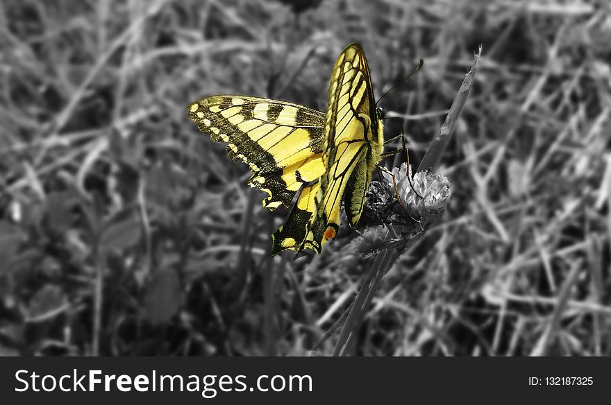 Butterfly, Moths And Butterflies, Yellow, Insect