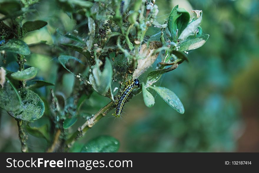 Leaf, Plant, Branch, Tree