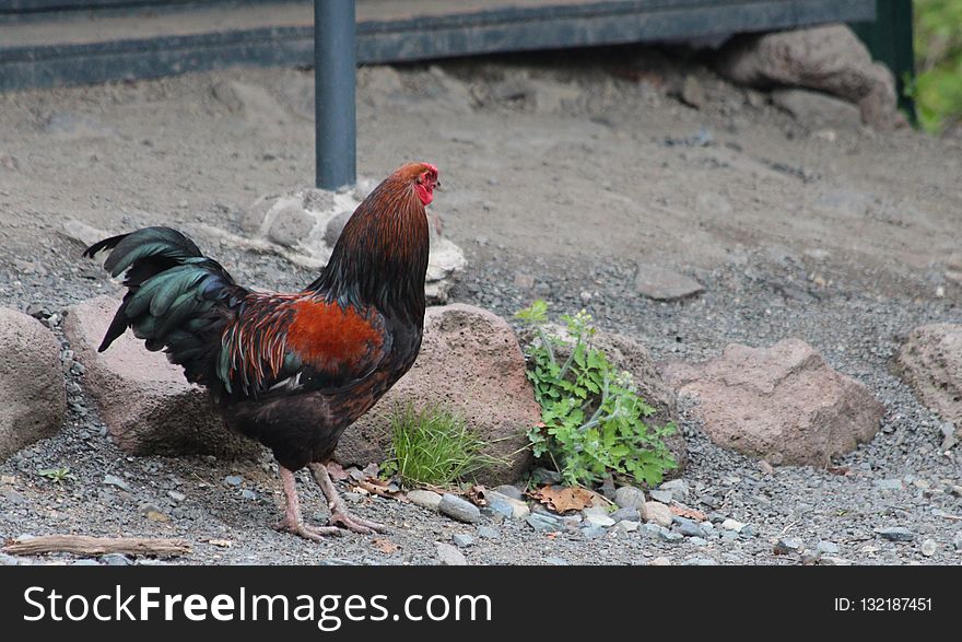 Chicken, Rooster, Galliformes, Bird