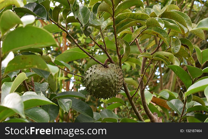 Plant, Vegetation, Fruit Tree, Fruit