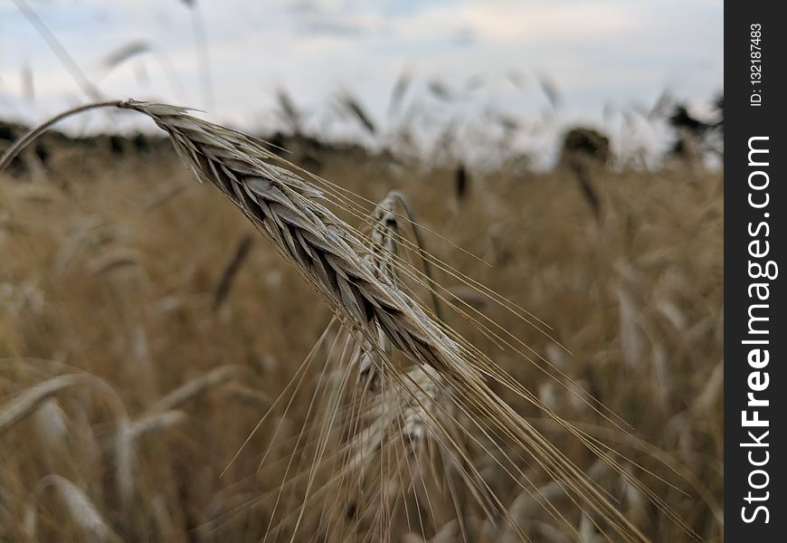Food Grain, Wheat, Rye, Grass Family