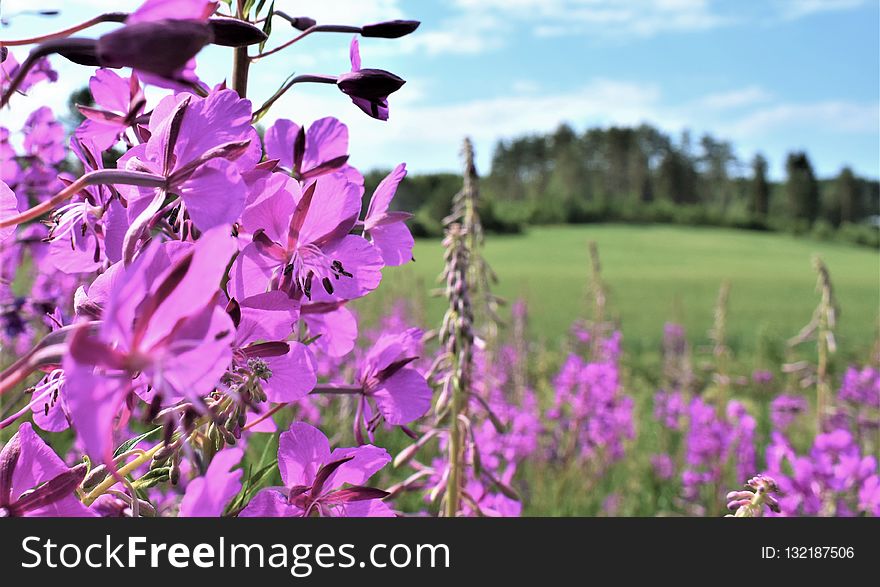 Flower, Purple, Ecosystem, Flora
