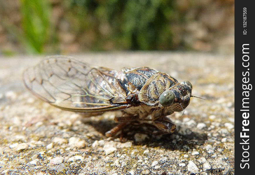 Insect, Invertebrate, Fauna, Cicada