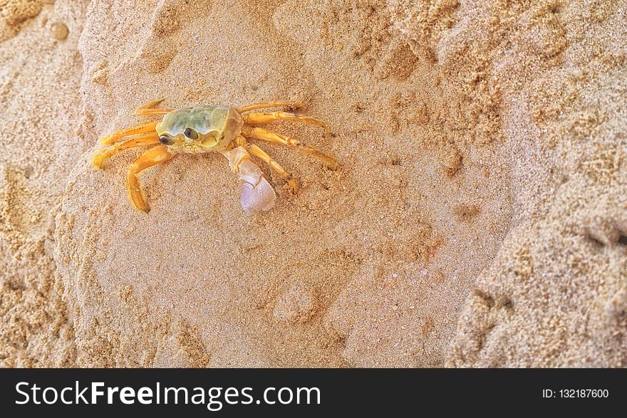 Crab, Decapoda, Sand, Crustacean