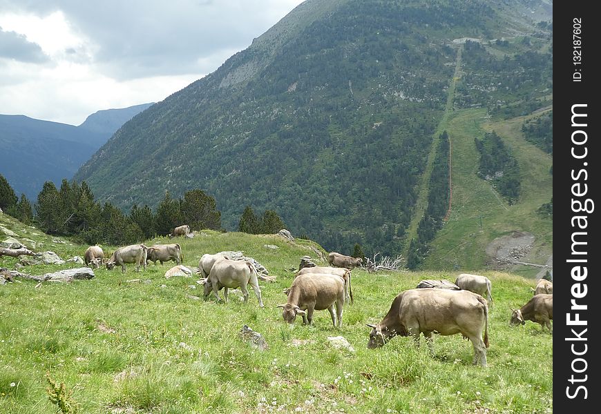 Pasture, Nature Reserve, Highland, Grassland