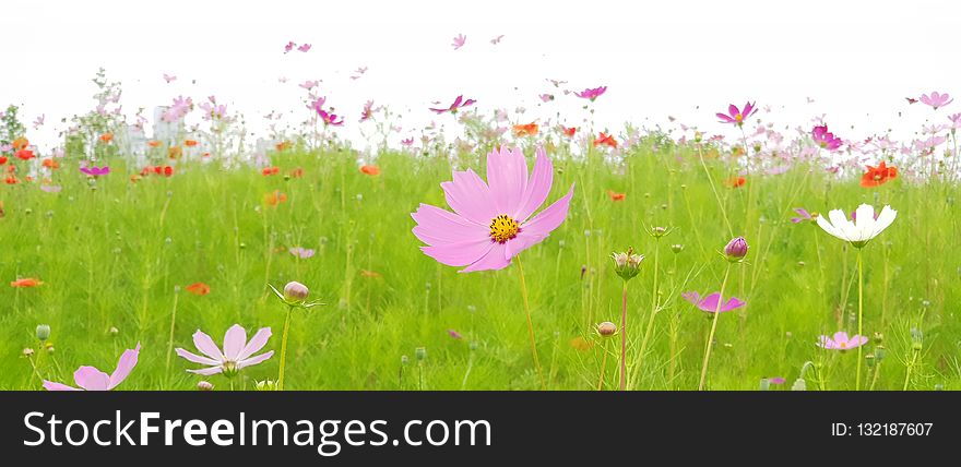Flower, Ecosystem, Meadow, Wildflower