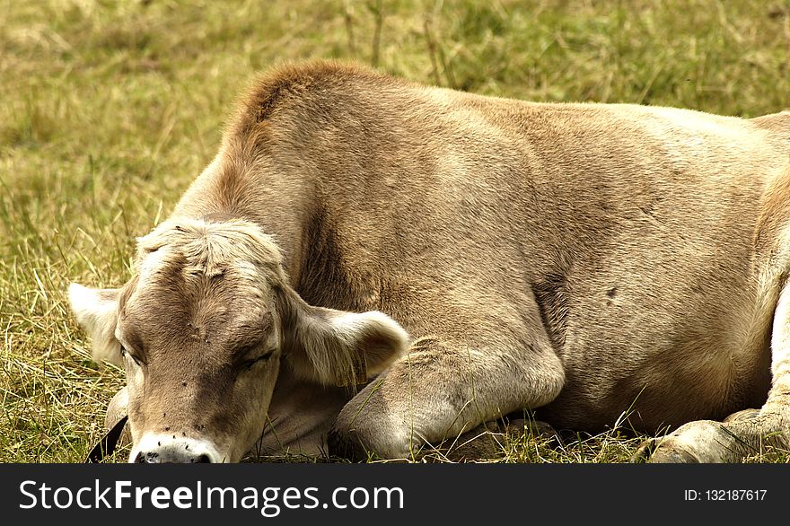 Cattle Like Mammal, Fauna, Grass, Grazing