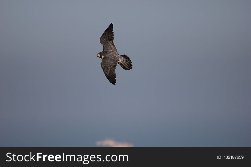 Bird, Sky, Fauna, Bird Of Prey