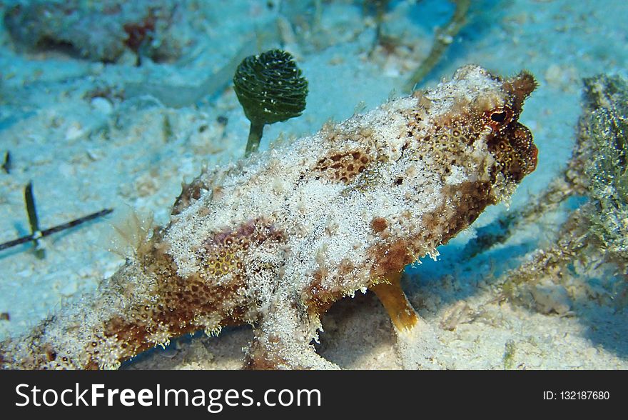 Marine Biology, Underwater, Fauna, Organism