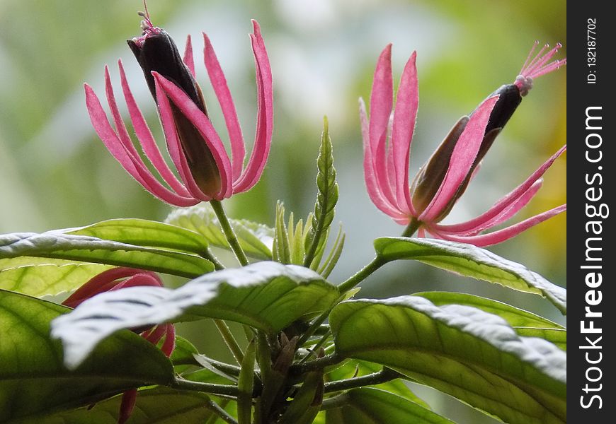 Plant, Flower, Flora, Close Up