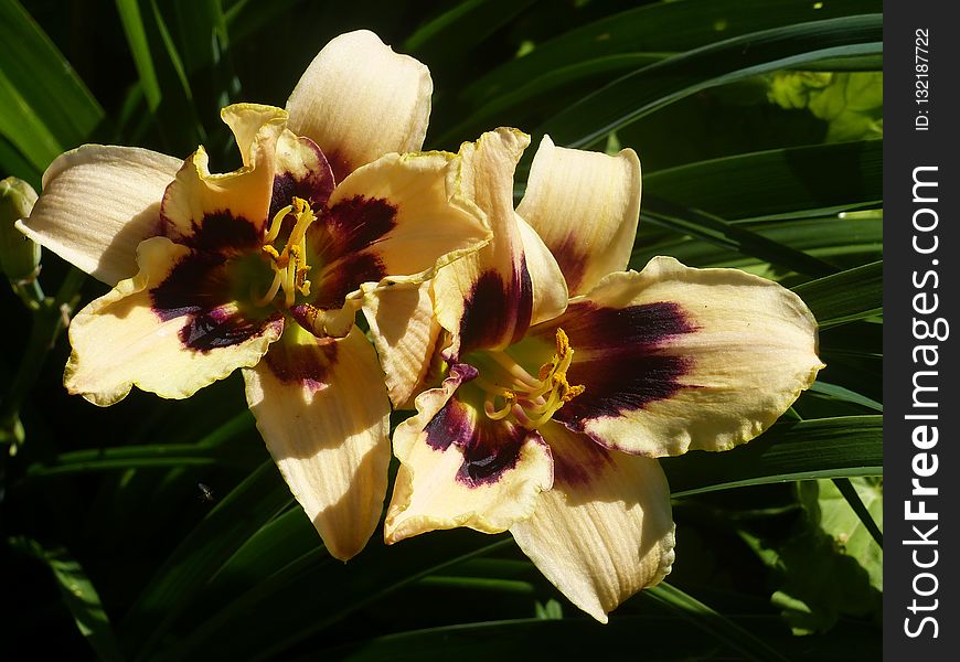 Daylily, Flower, Petal, Lily