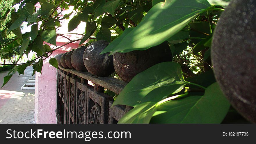 Leaf, Plant, Flora, Tree