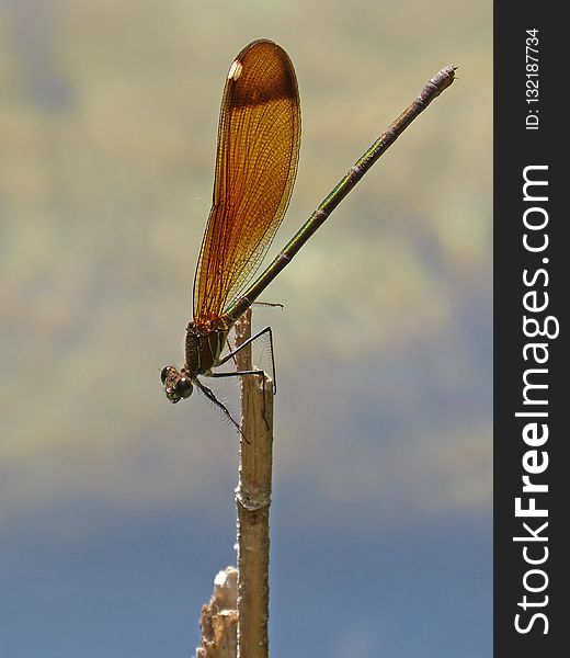 Insect, Invertebrate, Damselfly, Dragonfly