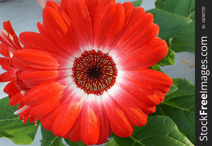 Flower, Gerbera, Plant, Flowering Plant