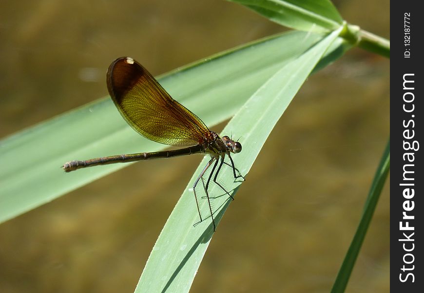 Insect, Damselfly, Dragonfly, Invertebrate