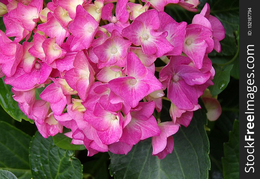 Flower, Plant, Pink, Hydrangea