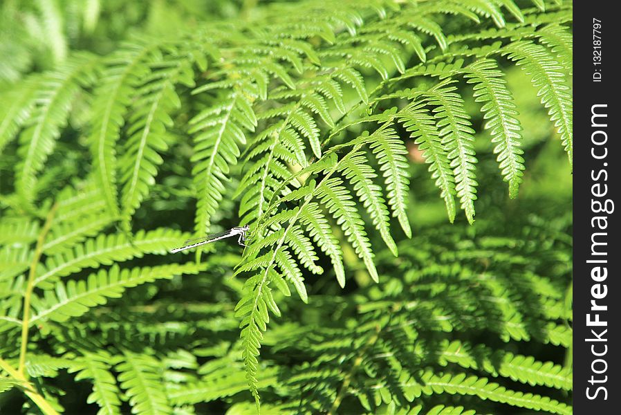 Ferns And Horsetails, Plant, Fern, Vegetation
