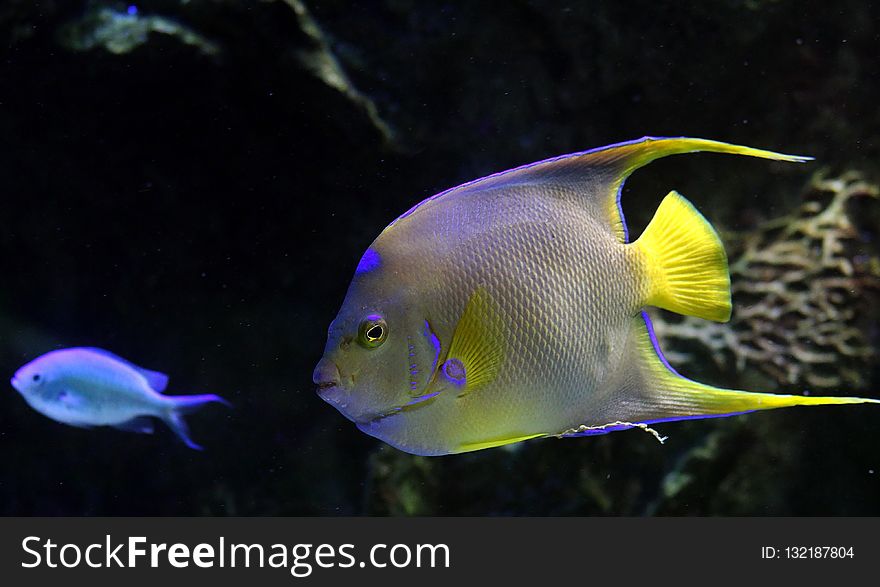 Marine Biology, Fish, Ecosystem, Coral Reef Fish