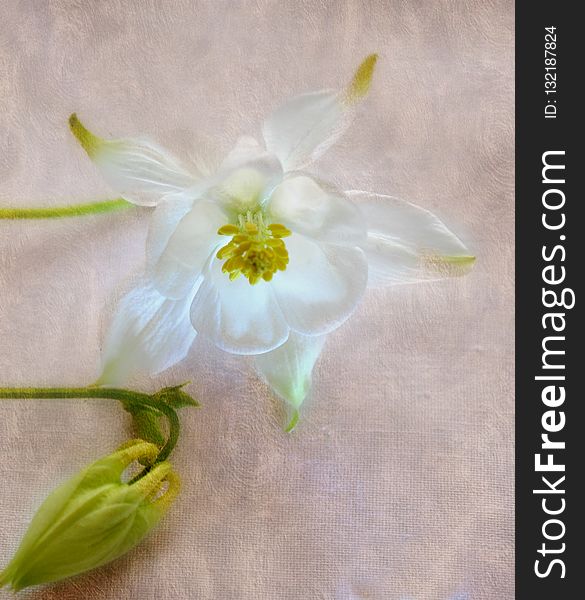 Flower, White, Yellow, Flora