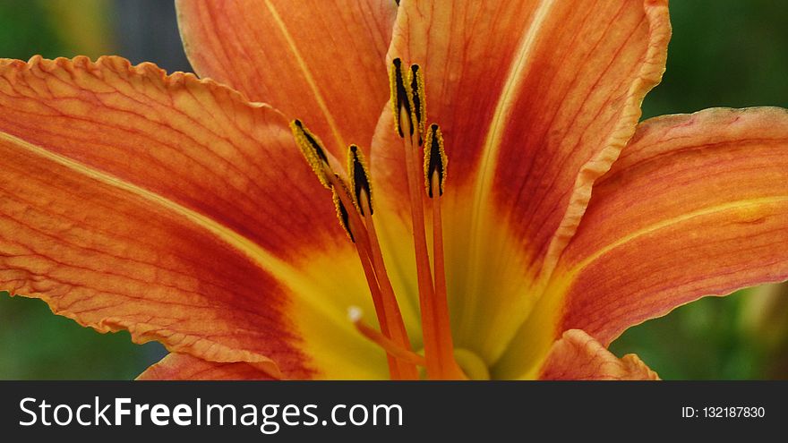 Lily, Flower, Orange, Orange Lily