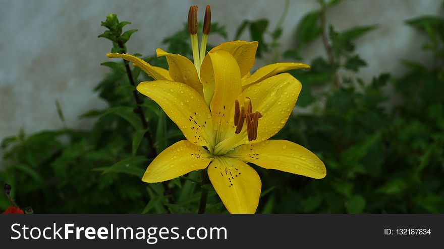 Flower, Plant, Yellow, Lily