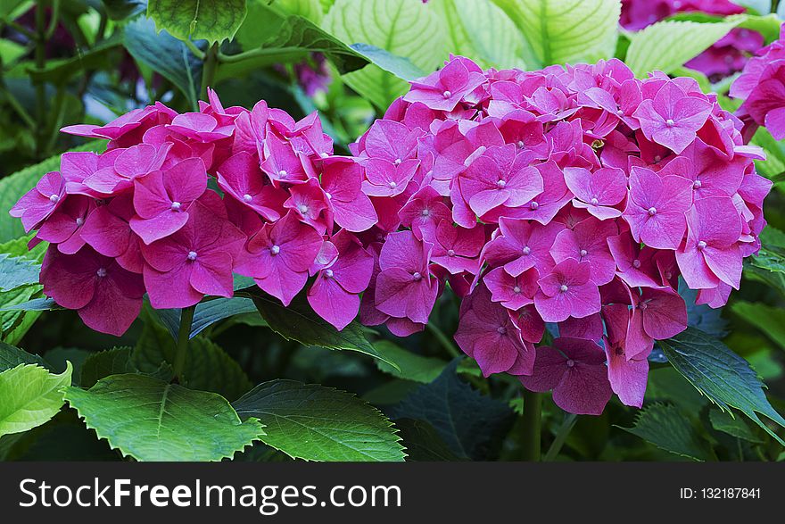 Flower, Plant, Hydrangea, Flowering Plant