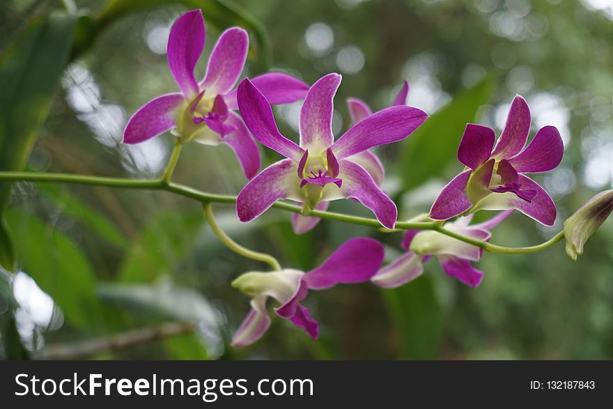 Flower, Plant, Flora, Flowering Plant