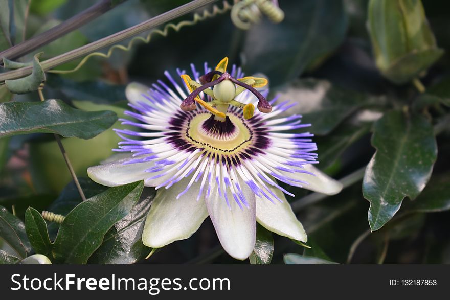 Flower, Plant, Passion Flower, Flora