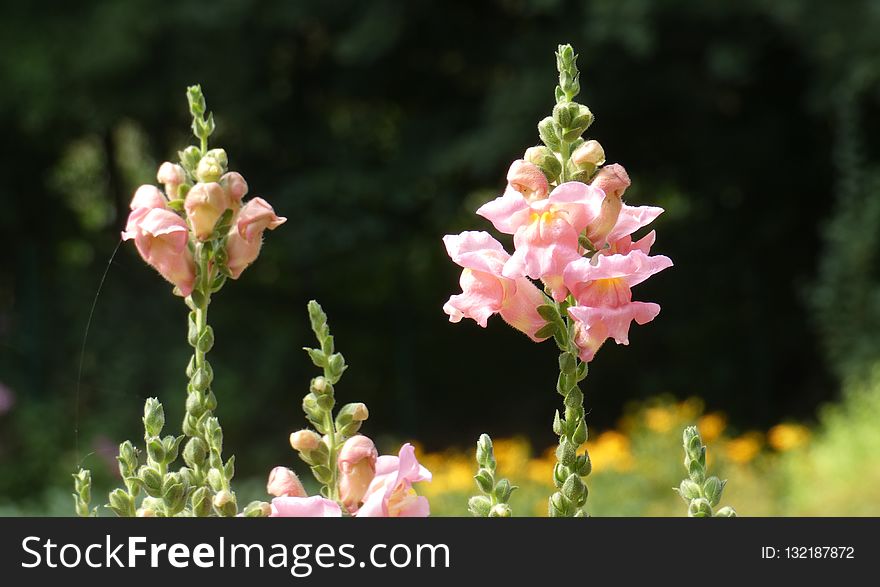 Flower, Verbascum, Plant, Snapdragon