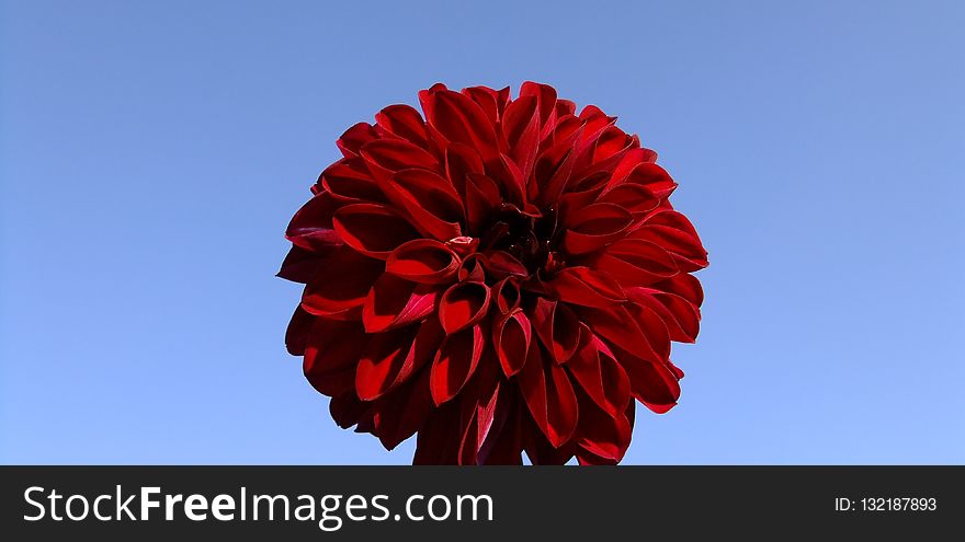 Flower, Red, Sky, Flowering Plant