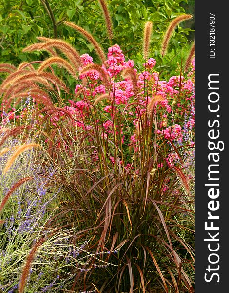 Plant, Flora, Grass, Vegetation