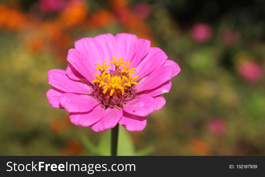 Flower, Pink, Flora, Garden Cosmos