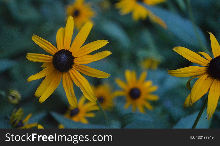 Flower, Yellow, Flora, Wildflower