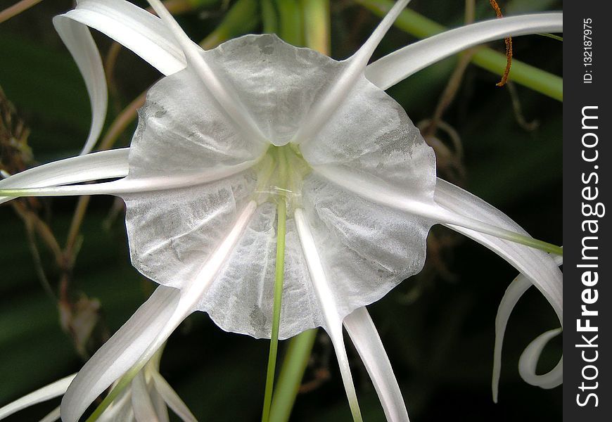 Flower, Plant, Hymenocallis Littoralis, White