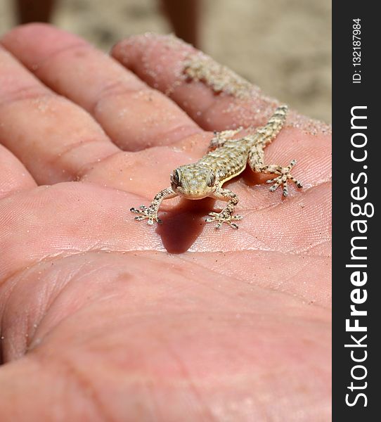 Reptile, Lizard, Fauna, Scaled Reptile