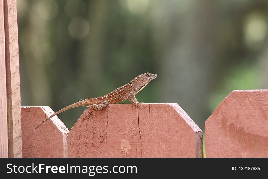 Fauna, Insect, Reptile, Wood