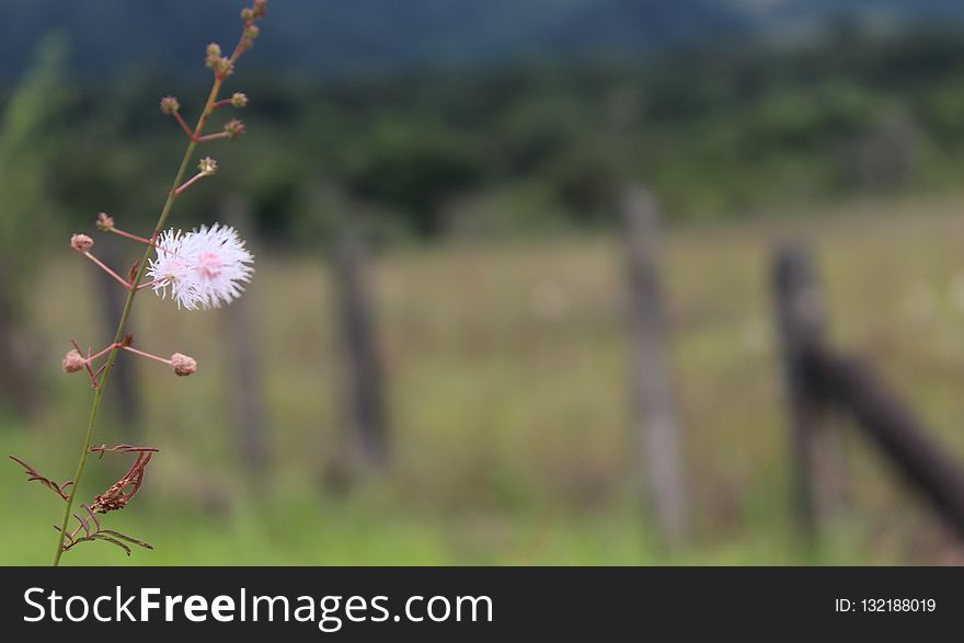 Ecosystem, Sky, Flower, Flora