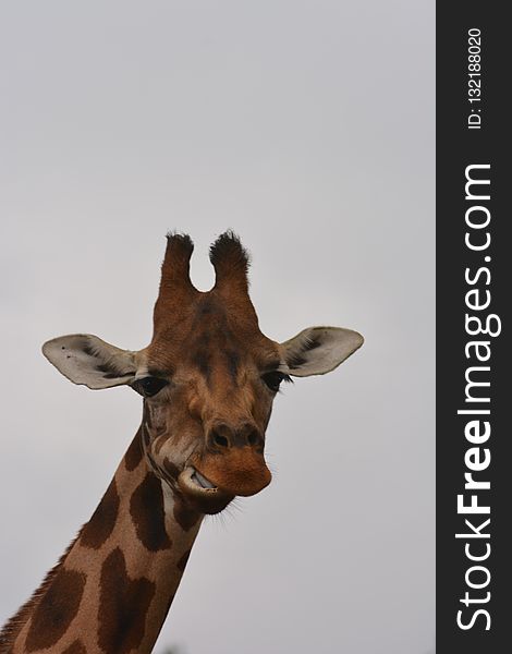 Giraffe, Wildlife, Giraffidae, Terrestrial Animal