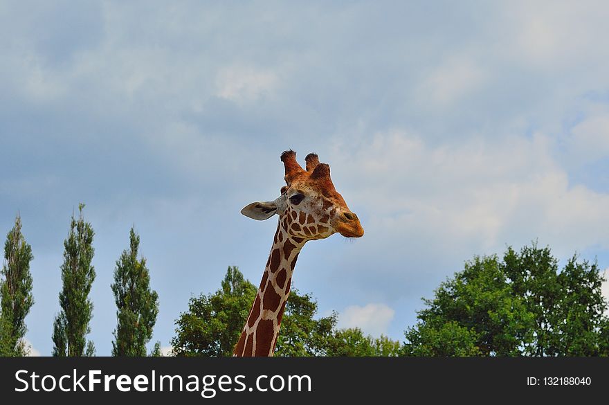 Giraffe, Giraffidae, Wildlife, Mammal