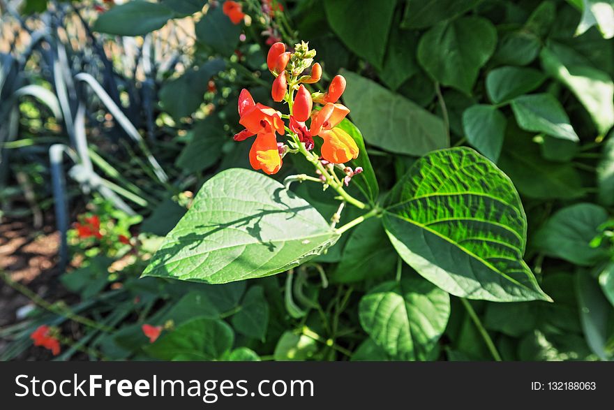 Plant, Flora, Leaf, Flower