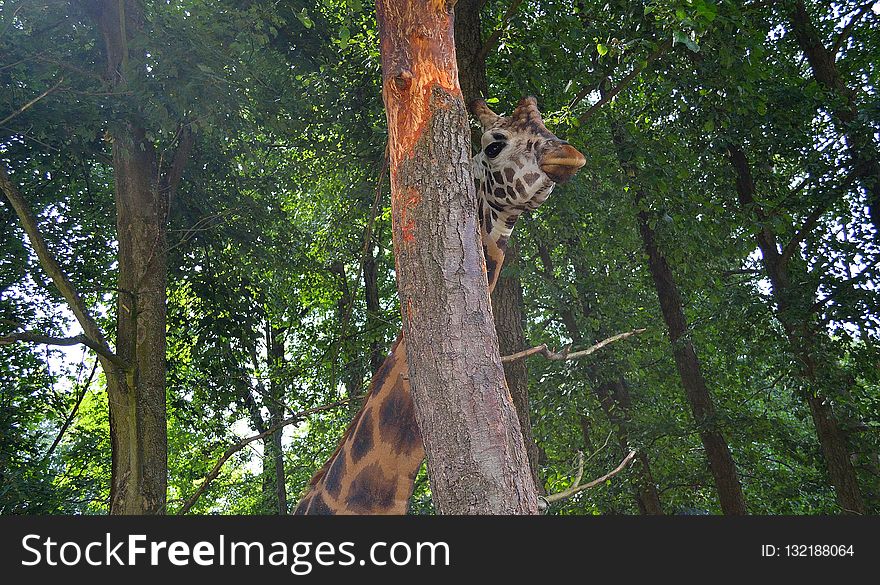Giraffe, Wildlife, Mammal, Tree
